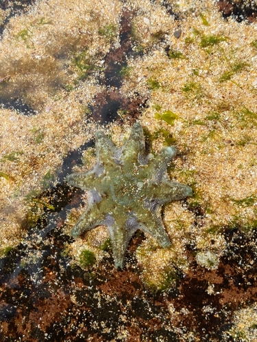 photo of Carpet Sea Star (Meridiastra calcar)