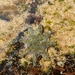 photo of Carpet Sea Star (Meridiastra calcar)