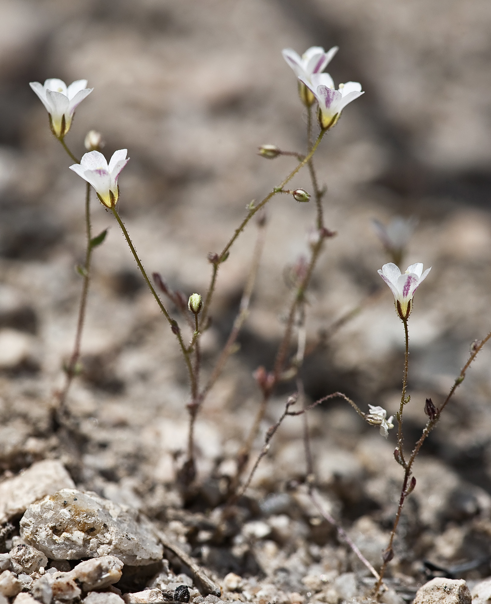 Linanthus inyoensis