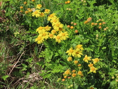 Senecio litorosus