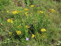Senecio litorosus
