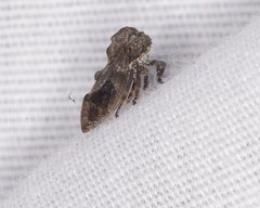 Microcentrus perditus