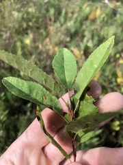 Amelanchier obovalis