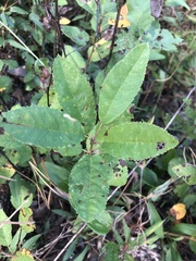 Amelanchier obovalis