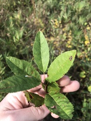 Amelanchier obovalis