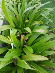 Hymenocallis littoralis