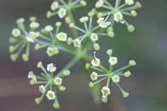 Ostericum citriodorum