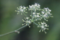 Ostericum citriodorum