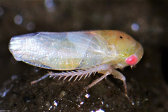 Batracomorphini