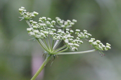Ostericum citriodorum
