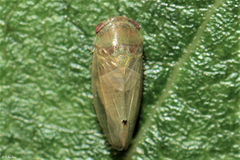 Batracomorphus allionii