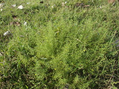 Scoparia montevidensis