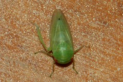 Batracomorphus irroratus