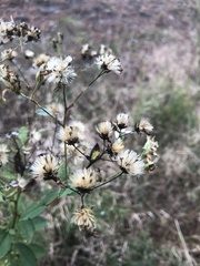 Doellingeria sericocarpoides