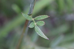 Ostericum citriodorum