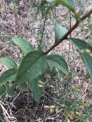 Doellingeria sericocarpoides