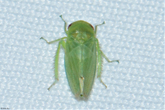 Batracomorphus irroratus