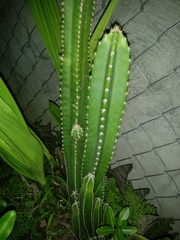 Cereus jamacaru