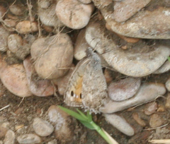 Pseudochazara pelopea