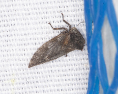 Microcentrus perditus