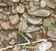 Pseudochazara pelopea