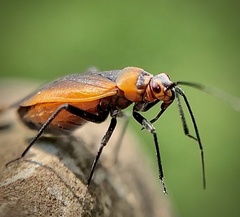 Lopidea instabilis