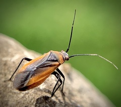 Lopidea instabilis