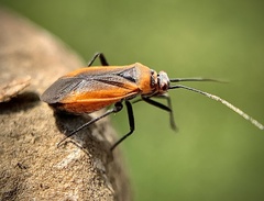 Lopidea instabilis