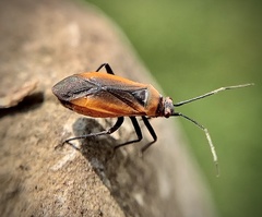 Lopidea instabilis