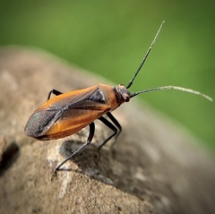 Lopidea instabilis