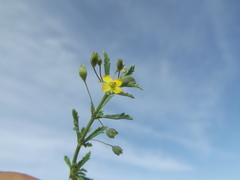 Scoparia montevidensis