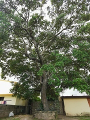Quercus oleoides