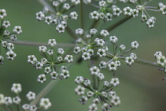 Ostericum citriodorum