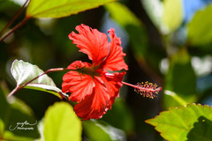 Hibiscus × archeri