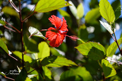 Hibiscus × archeri
