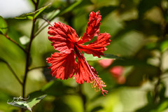 Hibiscus × archeri