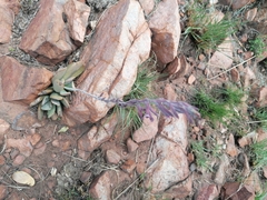 Adromischus umbraticola