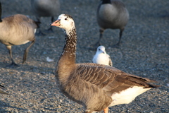 Anser anser × Branta canadensis