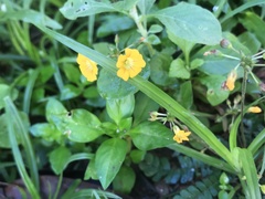 Biophytum sensitivum