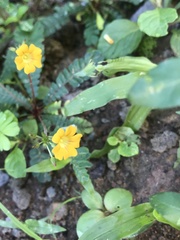 Biophytum sensitivum