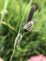 Carex serratodens