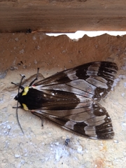 Dysschema leucophaea