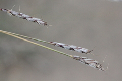 Ischaemum anthephoroides