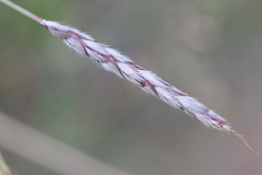 Ischaemum anthephoroides