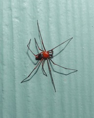 Dimidamus dimidiatus