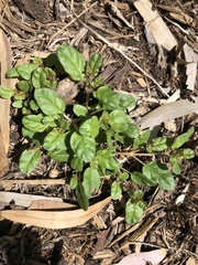 Boerhavia dominii