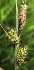 Carex serratodens