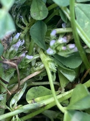 Trifolium glomeratum