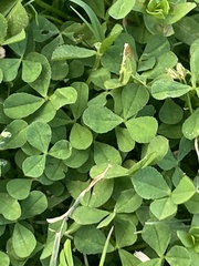 Trifolium glomeratum