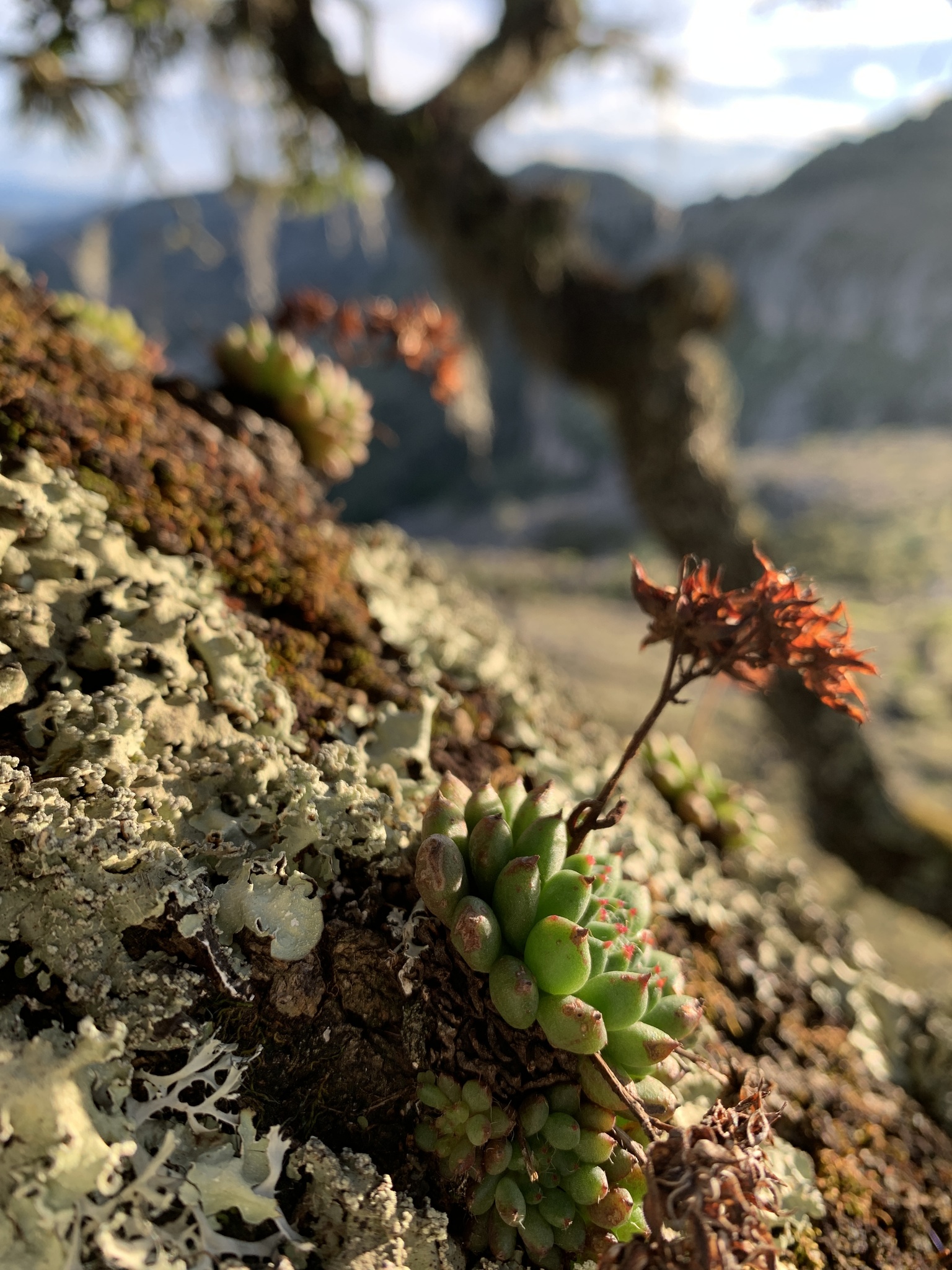 Imagem de Echeveria peluda